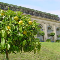 Bild vergrern: Bitterorangen vor der unteren Orangerie